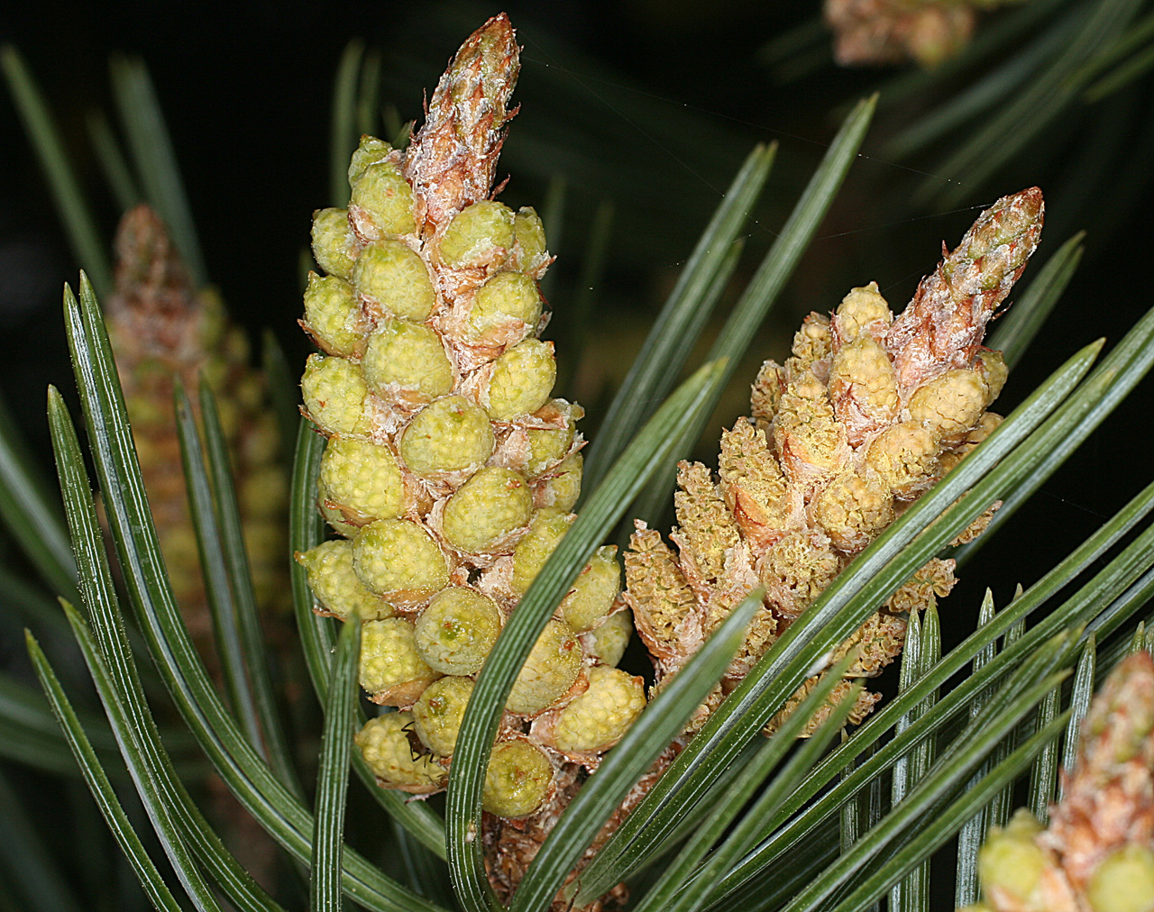Хвойные пыльца. Сосна съедобная Pinus edulis. Сосновые шишки с пыльцой. Пыльца шишки сосны обыкновенной. Пыльца пицундской сосны.